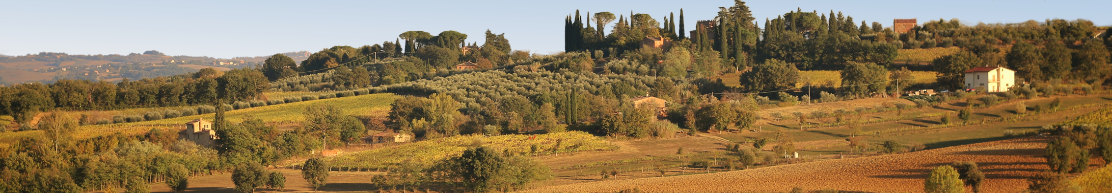 Vigne Italiane della Toscana